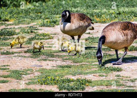 Kanadagans (Branta canadensis) neu geboren Küken fressen Gras, betreut durch ihre Eltern, San Francisco Bay Area, Kalifornien Stockfoto