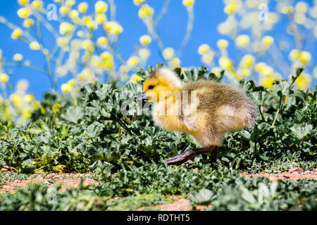 Kanadagans (Branta canadensis) neu geboren Küken zu Fuß auf einer Wiese; grüne Pflanzen, gelbe Blumen und der blauen Oberfläche eines Sees im Hintergrund, Sa Stockfoto