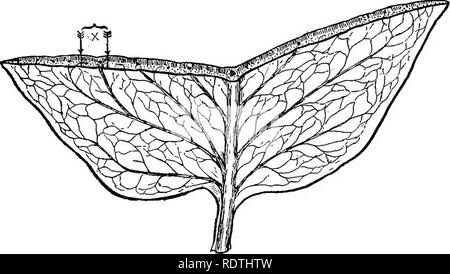 . Die Natur und die Entwicklung der Pflanzen. Botanik. 8 DIE ARBEIT DES BLATTES mehr bedeutende Arbeit, die von den Blättern durchgeführt wird. von Lebensmitteln, die aus Wasser oder Transpiration, und die Atmung oder die Atmung. Der Umfang dieser Arbeit weit über die Energie in allen Industrien der Welt. Die Blätter jedoch, diese Arbeit so leise und wirtschaftlich erreichen, dass die meisten Menschen kaum bewusst sind. Um den Zweck der Blattstiel und Green Blade (Bild verstehen. 3) oder die Bedeutung der verschiedenen Formen und Modalitäten der Blätter wird es notwendig sein, zu untersuchen, Stockfoto