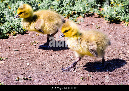 Zwei Kanadagans (Branta canadensis) neu geboren Küken für einen Spaziergang, San Francisco Bay Area, Kalifornien Stockfoto