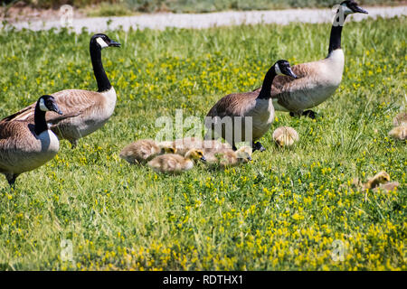 Kanadagans (Branta canadensis) neu geboren Küken von Erwachsenen Gänse auf der grünen Wiese umgeben, San Francisco Bay Area, Kalifornien Stockfoto