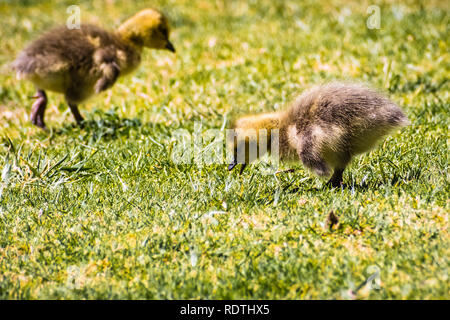 Ein paar der Kanadagans (Branta canadensis) neu geboren Küken fressen Gras auf einer grünen Wiese, San Francisco Bay Area, Kalifornien Stockfoto