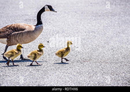 Eine Kanadagans (Branta canadensis) Familie (nach Gans und drei neue geboren Küken) eine Straße überqueren, San Francisco Bay Area, Kalifornien Stockfoto