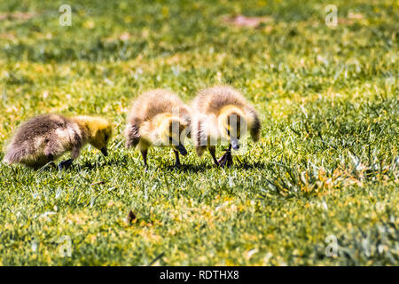 Kanadagans (Branta canadensis) neu geboren Küken fressen Gras auf einer grünen Wiese, San Francisco Bay Area, Kalifornien Stockfoto