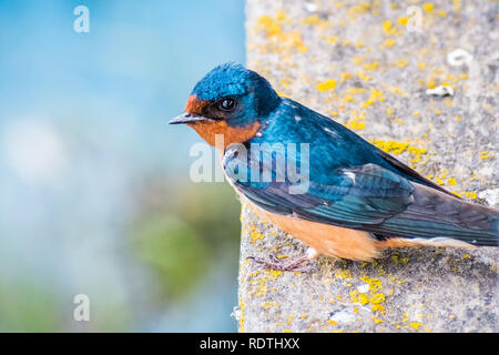 Nahaufnahme der Rauchschwalbe (Hirundo rustica) sitzt auf einem Felsvorsprung, San Francisco Bay Area, Kalifornien Stockfoto