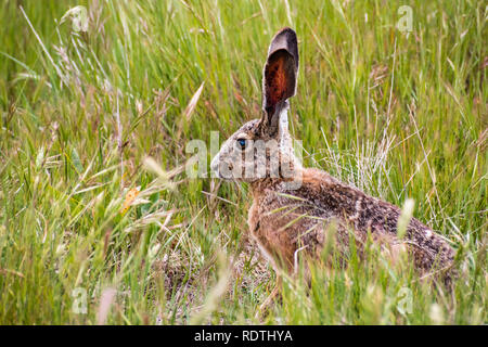 Schwarz-tailed Jackrabbit (Lepus Californicus) im hohen Gras sitzen, Augen und Ohren, San Francisco Bay Area, Kalifornien Stockfoto