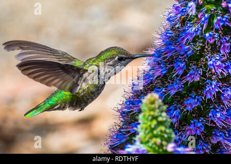 In der Nähe der weiblichen Anna's Kolibri Nektar trinken aus einem Stolz der Madeira Blume, San Francisco Bay Area, Kalifornien Stockfoto