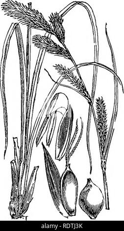 . Abbildungen der britischen Flora: Eine Reihe von holzstichen, mit Sezieren, britischer Pflanzen. Botanik; Botanik. 1128. Carex saxatilis, L, Rost C.. Bitte beachten Sie, dass diese Bilder sind von der gescannten Seite Bilder, die digital für die Lesbarkeit verbessert haben mögen - Färbung und Aussehen dieser Abbildungen können nicht perfekt dem Original ähneln. extrahiert. Fitch, W. H. (Walter Haube), 1817-1892; Smith, George Worthington, 1835-1917; Bentham, George, 1800-1884. Handbuch der britischen Flora. London, L. Reeve Stockfoto