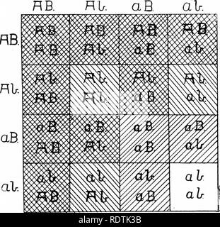 . Eine Einführung in die Struktur und die Fortpflanzung von Pflanzen. Anlage Anatomie; Pflanzen. Mischlinge, SEGREGATION 387 anwendbar, wo die heterozygote Zwischenprodukt ist zwischen den beiden Eltern, oder, wie in einigen Fällen, sogar unterscheidet sich von beiden. Eine Hybride zwischen den beiden Eltern erreicht ist, zum Beispiel, wenn die Sterne und chinesischen Primeln sind. Abb. 225.- Regelung zu illustrieren die Nachkommen der zweiten Generation, wenn zwei Paare von Zeichen { A A, Bb) werden berücksichtigt. Die Personen der ersten Generation alle werden die Verfassung AaBb. Wenn Trennung auftritt, die daraus resultierenden g Stockfoto