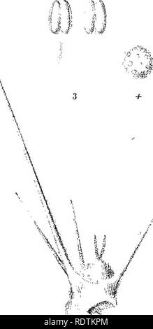 . Ikonographie der Australischen salsolaceous Pflanzen. Sträucher; Salsoleae. - 1 s ich LXB. Bitte beachten Sie, dass diese Bilder sind von der gescannten Seite Bilder, die digital für die Lesbarkeit verbessert haben mögen - Färbung und Aussehen dieser Abbildungen können nicht perfekt dem Original ähneln. extrahiert. Müller, Ferdinand von, 1825-1896. Melbourne, Gehirn Stockfoto