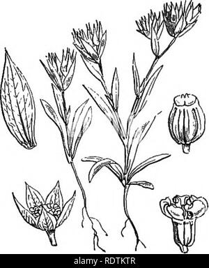 . Abbildungen der britischen Flora: Eine Reihe von holzstichen, mit Sezieren, britischer Pflanzen. Botanik; Botanik. 418. Pimpinella magna, L. 419. Bupleurum rotundifolium, L.P., Huds. Hase^ s-Ohr, Werfen - Wachs; V. Mehr S.; Fk.. Bitte beachten Sie, dass diese Bilder sind von der gescannten Seite Bilder, die digital für die Lesbarkeit verbessert haben mögen - Färbung und Aussehen dieser Abbildungen können nicht perfekt dem Original ähneln. extrahiert. Fitch, W. H. (Walter Haube), 1817-1892; Smith, George Worthington, 1835-1917; Bentham, George, 1800-1884. Handbuch der britischen Flora. Londo Stockfoto