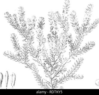 . Ikonographie der Australischen salsolaceous Pflanzen. Sträucher; Salsoleae. 12 w5I nz/o^V'l.- • * - iisk'. B. Bitte beachten Sie, dass diese Bilder sind von der gescannten Seite Bilder, die digital für die Lesbarkeit verbessert haben mögen - Färbung und Aussehen dieser Abbildungen können nicht perfekt dem Original ähneln. extrahiert. Müller, Ferdinand von, 1825-1896. Melbourne, Gehirn Stockfoto