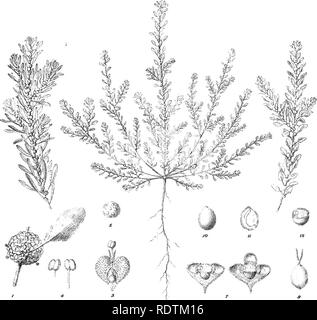 . Ikonographie der Australischen salsolaceous Pflanzen. Sträucher; Salsoleae. XXXVI. Bitte beachten Sie, dass diese Bilder sind von der gescannten Seite Bilder, die digital für die Lesbarkeit verbessert haben mögen - Färbung und Aussehen dieser Abbildungen können nicht perfekt dem Original ähneln. extrahiert. Müller, Ferdinand von, 1825-1896. Melbourne, Gehirn Stockfoto