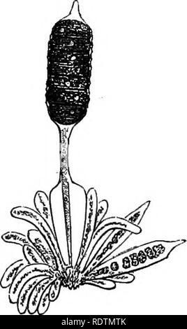 . Ein allgemeines System der Botanik, deskriptive und analytische. In zwei Teile. Teil I umreißt Der organography, Anatomie und Physiologie. Teil II. Die Beschreibungen und Abbildungen der Aufträge. Von Emm. Le Balmat [und] J. Decaisne. Mit 5500 Abbildungen von L. Steinheil und A. Riocreux. Von der ursprünglichen durch Frau Hooker übersetzt. Die Aufträge angeordnet, nachdem die Methode in der Universitäten und Schulen in Großbritannien, seine Kolonien, Amerika und Indien; mit Ergänzungen, einen Anhang auf die natürliche Methode, und eine Zusammenfassung der Bestellungen, die von J.D.Hooker. Botanik. . Bitte beachten Sie, dass diese Bilder extrahiert werden f Stockfoto