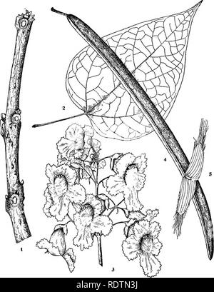 . Michigan Bäume; ein Handbuch der nativen und wichtigsten eingeführten Arten. Bäume. Hardy Catalpa. 1. Winter Zweig, x I.2. Blatt, X54 - 3. Rispe von Blumen, x5 -^. 4. Obst, X Yz. 5. Saatgut, X Ich. - 224 -. Bitte beachten Sie, dass diese Bilder sind von der gescannten Seite Bilder, die digital für die Lesbarkeit verbessert haben mögen - Färbung und Aussehen dieser Abbildungen können nicht perfekt dem Original ähneln. extrahiert. Otis, Charles Herbert, 1886. Ann Arbor, die Regents Stockfoto