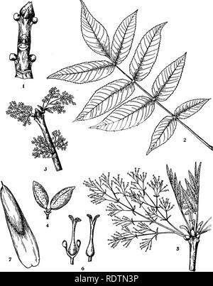 . Michigan Bäume; ein Handbuch der nativen und wichtigsten eingeführten Arten. Bäume. Schwarz Asli. Winter Zweig, x Ich. Blatt X Yi. Blühende Staminate branchlet, x Yi. Staminate Blume, vergrößert. Blühende Pistillate branchlet, x J 4. Pistillate - Blumen, vergrößert. Obst, X I - 220 -. Bitte beachten Sie, dass diese Bilder sind von der gescannten Seite Bilder, die digital für die Lesbarkeit verbessert haben mögen - Färbung und Aussehen dieser Abbildungen können nicht perfekt dem Original ähneln. extrahiert. Otis, Charles Herbert, 1886. Ann Arbor, die Regents Stockfoto