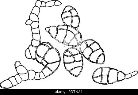. Pilze, Ascomyceten, uredinales ustilaginales,. Pilze. V] SPHAERIALES i6 i Pleosporaceae der Pleosporaceae sind Saprophyten oder in wenigen Fällen Parasiten, die zum größten Teil auf Samen pflanzen, aber in einigen Fällen auf Pteridophyta, bryophyta oder Flechten. Die perithecia sind in das Substrat eingebettet, die ostiole nur Projektion, können aber durch den Bruch der Abdeckung Gewebe mehr oder weniger ausgesetzt werden. Das peridium ist Ledrig oder Häutig. Die Gattung Pleospora umfasst etwa 225 Arten, von denen mehrere auf Getreide und andere Gräser, wo Sie biologische Spezialisierung Show auftreten. Ich herbarum Pleospora Stockfoto