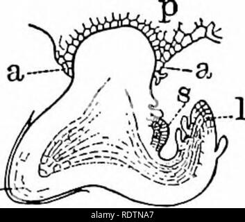 . Umrisse der Botanik für die High School Labor- und Klassenzimmer (auf Grey's Unterricht in der Botanik) auf Antrag der botanischen Abteilung der Harvard Universität vorbereitet. Botanik; Botanik. CBTPTOGAMS 207 (zoosporen) Keimen ohne Fusion, und Gameten bestimmt zu konjugieren. In Farne Es wird deutlich gesehen, dass die zwei Sorten von Keimzellen (gameten) Sporen und sind nicht im gleichen Zeitraum zu tragen, aber zu sehr unter- schiedlichen Phasen des Lebenszyklus. Die beiden Phasen regelmäßig abwechseln. Dieses Phänomen wird als das Alter bekannt - nation der Generationen. Diese Form^^^^^^^'^'^^^'°" durch eine sehr junge Stockfoto