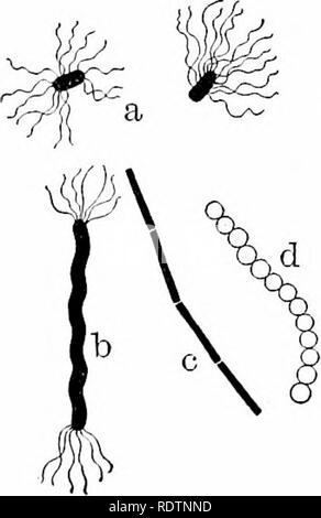 . Umrisse der Botanik für die High School Labor- und Klassenzimmer (auf Grey's Unterricht in der Botanik) auf Antrag der botanischen Abteilung der Harvard Universität vorbereitet. Botanik; Botanik. 184 CRVP 'roGAMS Bakterien 441. Die Bakterien (Abb. 301) gehören die kleinste aller lebenden Organismen. Selbst die höchsten Kräfte des micrciscope nicht viel von ihrer inneren Struktur zu zeigen, so dass derzeit nur sehr wenig von ihrer Beziehung bekannt - Shi [) zu anderen Gruppen. Unser Wissen ist Ihre äußerliche Formen beschränkt, Methoden der Vermehrung und Modi des Lebens, mit deren Auswirkungen, gut und schlecht; aber diese k Stockfoto