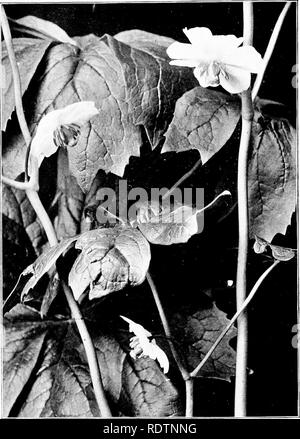 . Feld, Wald und am Wegesrand Blumen; mit Kapiteln über Gräser, Seggen, und Farne; Untechnischen Studien für ungelehrte Liebhaber der Natur. Blumen; Botanik. Mai - Apple{Podophyllum pellatum). (Siehe S. 56.^. Bitte beachten Sie, dass diese Bilder sind von der gescannten Seite Bilder, die digital für die Lesbarkeit verbessert haben mögen - Färbung und Aussehen dieser Abbildungen können nicht perfekt dem Original ähneln. extrahiert. Gehen, Maud, 1859-1925. New York, der Bäcker und Taylor Company Stockfoto