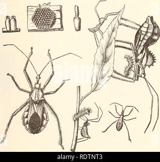 . Ökonomische Entomologie für den Landwirt... Das Insekt der Welt. 153 kräftigen Schnabel und ihre Säfte saugen. Es gibt andere Arten der gleichen allgemeinen Erscheinungsbild gemeinsame überall, und manche behaupten sogar, sich in unseren Städten, die Fütterung der Larven schädigen Schatten-Bäume. Ich habe einige von ihnen in New Brunswick bemerkt, zerstören die Larven der ELM-leaf Beetle in großen Bild. 114.. Das Rad-bug, Prionidus cristatus, in allen seinen Phasen; natürliche Größe. zahlen. Wobei es insgesamt, finden wir in dieser Familie vor allem Formen, die dem Landwirt von Vorteil sind. Es gibt ein paar andere gängige Arten, auch pr Stockfoto