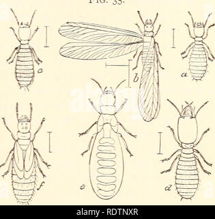 . Ökonomische Entomologie für den Landwirt... Die IXSECT WELT. 65 Abb. ing Ihre Galerien durch den Boden, oft für große Entfernungen, und auch in den unterirdischen Kammern. Im Wald fast jeder anmelden oder faulenden Baum gefunden Schärmen mit diesen schmutzigen gelblich-weiße Insekten, etwa ein Viertel eines Zoll lang, leicht erkennbar an ihren großen Köpfen und oval, obtusely - beendet Abdomen erfolgen. Sie sind flügellos, und wenn ausgesetzt zu suchen, auf einmal den Weg zurück in die Finsternis zu Licht. Diese sind Arbeiter, und blind; sie niemals freiwillig aus ihren Gal-leries, alle Ihre Wander- ing Stockfoto