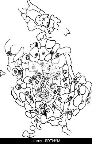 . Pilze, Ascomyceten, uredinales ustilaginales,. Pilze. IV] PEZIZALES" 3 Mitosen. Dies impliziert, dass die gametophytic Nummer vier ist, und dass die Zwillinge sind unmittelbar nach der Fusion in der oogonium, so dass in der ascogenous Hyphen gibt es vier bivalente anstelle von acht univalent Chromosomen gebildet. In der Prophase der Meiose, die die Fusion im ascus folgt, gibt es eine doppelte Anzahl der Zwillinge, da zwei sporophytic Kerne vereint haben. In Humaria granulata, das antheridium ist verschwunden, und der normale Düngung ist durch Fusion der weiblichen Zellkerne in Paaren im oogonium ersetzt.. Fi Stockfoto