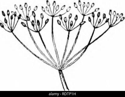 . Umrisse der Botanik für die High School Labor- und Klassenzimmer (auf Grey's Unterricht in der Botanik) auf Antrag der botanischen Abteilung der Harvard Universität vorbereitet. Botanik; Botanik. 245 246 aufsteigender Reihenfolge der Entwicklung erscheint als zentripetale. Das heißt, die blühende Erlöse aus tlie Marge oder Umfang regelmäßig in Richtung tlie Zentrum; die unteren Blüten der ehemaligen Antwort auf die äußeren der Letzteren. 296. In diesen drei Arten von Blütentrauben, die Blumen sind auf auffällige Stiele oder Stängel der eigenen angehoben. Die Verkürzung Dieser piedicels, so wie die Blume zu machen Stockfoto