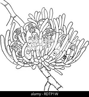 . Pilze, Ascomyceten, uredinales ustilaginales,. Pilze. IV] PEZIZALES lOI Pyronemaceae der Pyronemaceae sind eine kleine Gruppe von den anderen Pezizales zeichnet sich durch die Tatsache, dass das peridium oder seitliche Begrenzung der schützenden Hyphen rund um das Obst, nicht gut ausgebaut ist. Dies ist nicht immer als wichtig genug Charakter ihrer Trennung von der Pezizaceae und viele Autoren, die zu rechtfertigen sie in der Gruppe an. Die einzige Wichtige Gattungen sind Ascodesrnis und Pyronema, Arten, von denen beide wurden etwas vollständig untersucht. Ascodesrnis nigricans'' (Abb. 59) Ist eine kleine Co Stockfoto