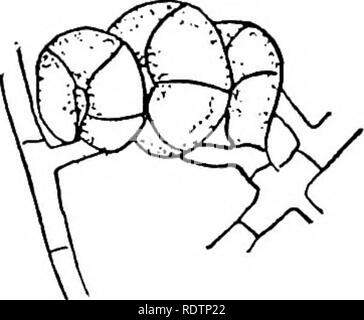 . Pilze, Ascomyceten, uredinales ustilaginales,. Pilze. IV] DISCOMYCETES 99 unterscheidet sich in seiner mehrzelligen trichogyne und oiHumariagranulata, und vielleicht einige andere Formen, in denen die trichogyne, wie das antheridium, hat dis - erschienen. Eine andere Gruppe wird von der Vielzelligen oogonial Region des archicarp, die auch hat einen Stiel und ein Terminal Region (oder trichogyne) von mehreren Zellen (Abb. unterschieden. 58). Diese Art der weiblichen Organ ist manchmal eine skolezit bezeichnet. Es tritt in Lachnea cretea und in mehreren Arten von Asco-Bolus und Ascophanus. In Ascobolus furficraceus mehrere Der ce Stockfoto