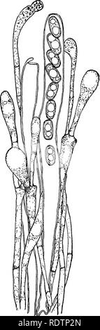 . Pilze, Ascomyceten, uredinales ustilaginales,. Pilze. IV] DISCOMYCETES 97 Mai, durch Einstülpung der fruchtbaren Fläche, haben die Früchte der Trüffel hergestellt. Die einfacheren Tuberales kann eine ähnliche Herkunft haben oder können direkt von einem pezizaceous Form, wie Sepultaria, mit der Genea mehrere Punkte gemein hat, entstanden sind. Es ist nicht unmöglich, dass theRhiziita Gruppe, die durch die Entwicklung eines sterilen Stängel, hat auch die Helvellaceae produziert und es Kann die Geoglossaceae sowie werden. Aber die letzte Familie, weil der charakteristischen Methode der dehis - wie Seiner ascus (von der "eje Stockfoto