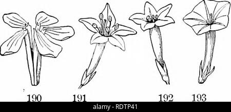 . Umrisse der Botanik für die High School Labor- und Klassenzimmer (auf Grey's Unterricht in der Botanik) auf Antrag der botanischen Abteilung der Harvard Universität vorbereitet. Botanik; Botanik. 189 Nun ist die Seite der Blüte die Gesichter der deckblattes ist der anterioren, oder weniger, oder untere Seite; während tlie Seite neben der Achse ist der Posterior oder Superior, oder der oberen Seite der Blume. 259. Also, hi Der labiate Corolla (Abbn. 108, 200), die Lippe, die aus drei der fünf Blütenblätter ist der Anterioren oder inferiui', oder loicer Lippe; die andere ist die poxtcrior oder Superior, oder Oberlippe. 260. Begriffe applica Stockfoto