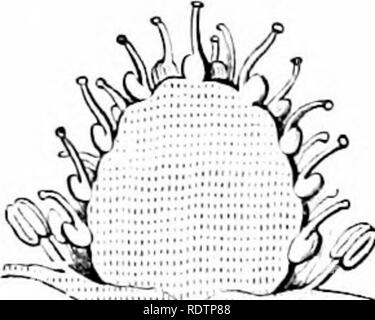 . Umrisse der Botanik für die High School Labor- und Klassenzimmer (auf Grey's Unterricht in der Botanik) auf Antrag der botanischen Abteilung der Harvard Universität vorbereitet. Botanik; Botanik. 112 DIE BLUME der gleichen Art, und dass dies am häufigsten- plished b) "Die Beihilfe von Insekten. Die verschiedenen Formen der Blütenhülle sind. In der Regel sehr definitiv zu der Arbeit, die Aufmerksamkeit von Insekten, oder empfangen - und Sie zu unterstützen, wenn Sie leuchtet, oder führt sie zu den "Honig"" oder Nektar durch spezielle Drüsen abgesondert iit der Basis der Blüte. Angesichts solcher Stockfoto