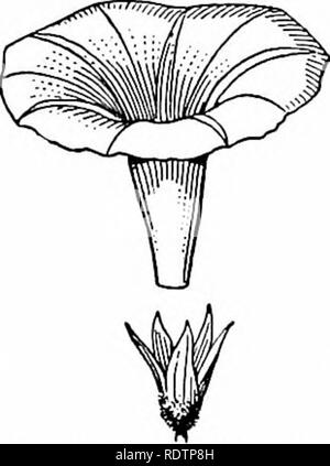 . Umrisse der Botanik für die High School Labor- und Klassenzimmer (auf Grey's Unterricht in der Botanik) auf Antrag der botanischen Abteilung der Harvard Universität vorbereitet. Botanik; Botanik. TBE BLUME 111. Bitte beachten Sie, dass diese Bilder sind von der gescannten Seite Bilder, die digital für die Lesbarkeit verbessert haben mögen - Färbung und Aussehen dieser Abbildungen können nicht perfekt dem Original ähneln. extrahiert. Leavitt, Robert Greenleaf, 1865-1942; Grau, Asa, 1810-1888. Feld, Wald und Garten Botanik. New York, American Book Co Stockfoto