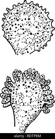 . Pilze, Ascomyceten, uredinales ustilaginales,. Pilze. . Bitte beachten Sie, dass diese Bilder sind von der gescannten Seite Bilder, die digital für die Lesbarkeit verbessert haben mögen - Färbung und Aussehen dieser Abbildungen können nicht perfekt dem Original ähneln. extrahiert. Gwynne-Vaughan, Helen Charlotte Isabella (Fraser) Dame, 1879 -. [Eng] Cambridge University Press Stockfoto