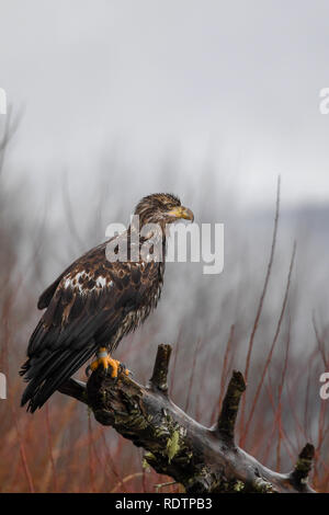 Juvenile Weißkopfseeadler (Haliaeetus leucocephalus) im pazifischen Nordwesten Stockfoto