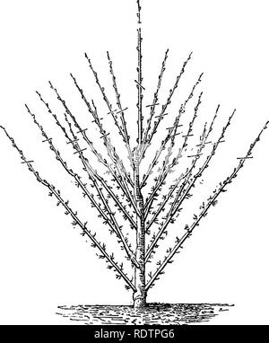 . Nachlese aus dem Französischen Gärten: Bestehend aus einem Konto von Funktionen der französischen Gartenbau als am meisten Verdienen der Annahme im britischen Gärten sind. Gartenarbeit; Garten. 174 pyramidenförmige Ausbildung. Eine kurze gewöhnliche Graft in den Stiel. Dass jedoch mit gutem Management wird selten notwendig werden. In den Filialen gerade gesichert, der nächste Punkt ist zu sehen, dass Sie die gewünschte schräge Linie folgen; und es wird von den Kürzungen, die die Disposition gegeben, sie ist besser als das, was Sie unter einer weniger sorgfältigen System annehmen gesehen werden. Das Licht tritt frei. Abb. 51.-Pyramide Pear: Vierte Beschneidung. stammen, und Stockfoto