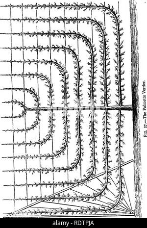 . Nachlese aus dem Französischen Gärten: Bestehend aus einem Konto von Funktionen der französischen Gartenbau als am meisten Verdienen der Annahme im britischen Gärten sind. Gartenarbeit; Garten. 163 Die Palmette Verrier.. Bitte beachten Sie, dass diese Bilder sind von der gescannten Seite Bilder, die digital für die Lesbarkeit verbessert haben mögen - Färbung und Aussehen dieser Abbildungen können nicht perfekt dem Original ähneln. extrahiert. Robinson, W. (William), 1838-1935. London, F. Warne; New York, Scribner, Welford Stockfoto