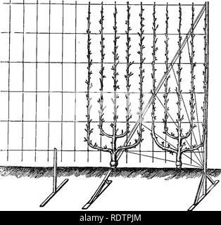 . Nachlese aus dem Französischen Gärten: Bestehend aus einem Konto von Funktionen der französischen Gartenbau als am meisten Verdienen der Annahme im britischen Gärten sind. Gartenarbeit; Garten. die Birne als Spalier. ^ 57 wicklung und dem Baum erlaubt, und gleichzeitig die Rankgitter schnell abgedeckt ist und eine beachtliche Vielfalt der Früchte kann von einem kleinen Raum bezogen werden. Es ist sehr umfangreich durch M.Hardy, Gärtner des Kaisers angenommen und auf Wänden sowie auf die gepflegte und elegante Gitter, von dem er so viel aufgebaut hat. Natürlich die Palmette Verrier, Lüfter, oder jeder anderen Form können diese geschult werden Stockfoto