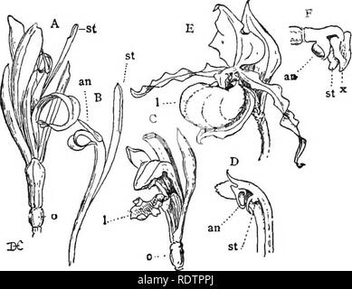 . Vorträge über die Entwicklung der Pflanzen. Botanik; Pflanzen. 194 EVOLUTION DER PFLANZEN der Neuen Welt, ist der BromeliaceBe. Diese sind char - sich insofern auszeichnet, als durch Änderungen der vegetativen Teile nicht mehr von den Blumen, die eher in der Struktur sind einfach. Die meisten der Bestellung sind Epiphyten, und sie bilden eines der auffälligsten Merkmale des tropischen Amerikanischen Flora. Die bekanntesten sind die so genannten "Spanisch. FiQ. 47 (Monocotyledons, Scitaminete, OrchidaeeaB). - Eine, die Blüte des Canna: die Blüte ist stark zygomorphic, mit minderwertigen Eierstock, o und die staubgefäße reduziert auf eine einzige; B, die Stockfoto