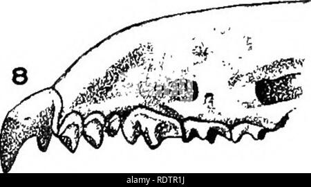 . [Gesammelt Nachdrucke, 1912-1919. Säugetiere; Säugetiere, Vögel. Sorex fumeus. Sorex richardsonii.. Microsorex hoyi.. Bitte beachten Sie, dass diese Bilder sind von der gescannten Seite Bilder, die digital für die Lesbarkeit verbessert haben mögen - Färbung und Aussehen dieser Abbildungen können nicht perfekt dem Original ähneln. extrahiert. Cory, Charles B. (Charles Barney), 1857-1921. , N. n. Stockfoto