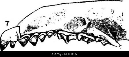 . [Gesammelt Nachdrucke, 1912-1919. Säugetiere; Säugetiere, Vögel. Sorex fumeus. Sorex richardsonii.. Bitte beachten Sie, dass diese Bilder sind von der gescannten Seite Bilder, die digital für die Lesbarkeit verbessert haben mögen - Färbung und Aussehen dieser Abbildungen können nicht perfekt dem Original ähneln. extrahiert. Cory, Charles B. (Charles Barney), 1857-1921. , N. n. Stockfoto