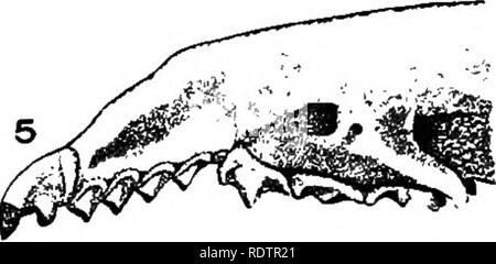 . [Gesammelt Nachdrucke, 1912-1919. Säugetiere; Säugetiere, Vögel. Sorex longirostris.. Sorex personatus.. Bitte beachten Sie, dass diese Bilder sind von der gescannten Seite Bilder, die digital für die Lesbarkeit verbessert haben mögen - Färbung und Aussehen dieser Abbildungen können nicht perfekt dem Original ähneln. extrahiert. Cory, Charles B. (Charles Barney), 1857-1921. , N. n. Stockfoto