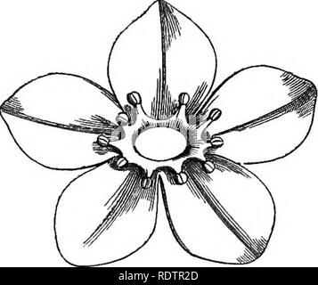 . Ein allgemeines System der Botanik, deskriptive und analytische. In zwei Teile. Teil I umreißt Der organography, Anatomie und Physiologie. Teil II. Die Beschreibungen und Abbildungen der Aufträge. Von Emm. Le Balmat [und] J. Decaisne. Mit 5500 Abbildungen von L. Steinheil und A. Riocreux. Von der ursprünglichen durch Frau Hooker übersetzt. Die Aufträge angeordnet, nachdem die Methode in der Universitäten und Schulen in Großbritannien, seine Kolonien, Amerika und Indien; mit Ergänzungen, einen Anhang auf die natürliche Methode, und eine Zusammenfassung der Bestellungen, die von J.D.Hooker. Botanik. Gastonia. Gastonia. Querschnitt Polygyno Stockfoto