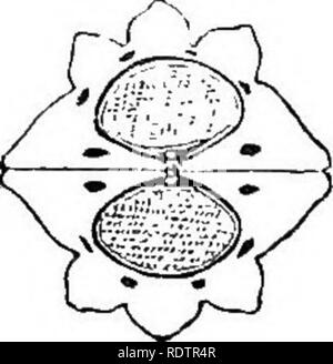. Ein allgemeines System der Botanik, deskriptive und analytische. In zwei Teile. Teil I umreißt Der organography, Anatomie und Physiologie. Teil II. Die Beschreibungen und Abbildungen der Aufträge. Von Emm. Le Balmat [und] J. Decaisne. Mit 5500 Abbildungen von L. Steinheil und A. Riocreux. Von der ursprünglichen durch Frau Hooker übersetzt. Die Aufträge angeordnet, nachdem die Methode in der Universitäten und Schulen in Großbritannien, seine Kolonien, Amerika und Indien; mit Ergänzungen, einen Anhang auf die natürliche Methode, und eine Zusammenfassung der Bestellungen, die von J.D.Hooker. Botanik. Fenchel. Querschnitt von Obst (Mag.). Auto Stockfoto