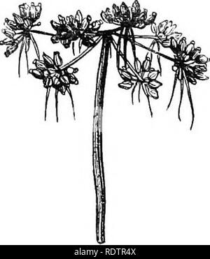 . Ein allgemeines System der Botanik, deskriptive und analytische. In zwei Teile. Teil I umreißt Der organography, Anatomie und Physiologie. Teil II. Die Beschreibungen und Abbildungen der Aufträge. Von Emm. Le Balmat [und] J. Decaisne. Mit 5500 Abbildungen von L. Steinheil und A. Riocreux. Von der ursprünglichen durch Frau Hooker übersetzt. Die Aufträge angeordnet, nachdem die Methode in der Universitäten und Schulen in Großbritannien, seine Kolonien, Amerika und Indien; mit Ergänzungen, einen Anhang auf die natürliche Methode, und eine Zusammenfassung der Bestellungen, die von J.D.Hooker. Botanik. Fenchel. Querschnitt von Obst (Mag.). Auto Stockfoto