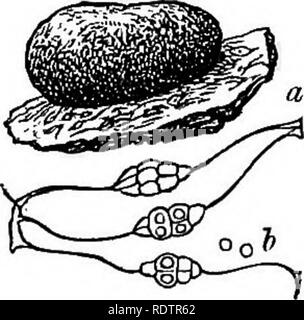 . Eine Monographie des Mycetozoa, einem beschreibenden Katalog der Arten im Herbarium des British Museum. Illustriert mit 78 Platten und 51 Holzschnitte. Myxomyceten. 134* ENDOSPOHE*. [AMATJROCHjETE. Um II - AMAUEOCHjETACEiE. Sporangien kombiniert in einem sethalium. Oapillitium dunkel violett-braun, der unregelmäßigen Fasern und Fäden oder der komplexen Struktur. Schlüssel für die Gattungen der AMATJROCHMTACE^. Oapillitium unregelmäßig verzweigten Threads. (20) AMAUROCHiETE. Abb. 28.- Amauroclicete atra Eost. a. ^ thalium. Die Hälfte natürliche Größe. h. CapilUtimn. 10 Mal vergrößert. Der Oapillitium Stockfoto