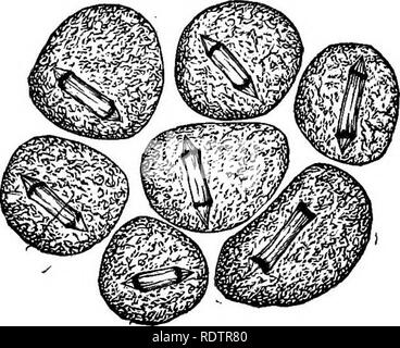 . Eine Monographie des Mycetozoa, einem beschreibenden Katalog der Arten im Herbarium des British Museum. Illustriert mit 78 Platten und 51 Holzschnitte. Myxomyceten. Einführung. 13 gebildet. Das Chromatin Bestandteile des Zellkerns erste Show eine gröbere Anordnung, die durch die "Spindel", stellt einen äquatorialen Platte mit Achromatischen Fasern an den Polen konvergierenden gefolgt ist. In Badhamia, physa/Nim, Graterivm, Didymium, Steinonitis, Lamproderma und Comatricha das Plasma in diesem Zeitraum zerfällt in Gelappt Massen mit sechs Kernen zu zehn; die e Stockfoto