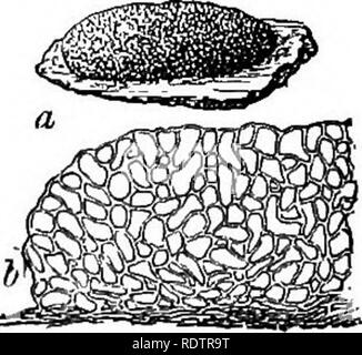 . Eine Monographie des Mycetozoa, einem beschreibenden Katalog der Arten im Herbarium des British Museum. Illustriert mit 78 Platten und 51 Holzschnitte. Myxomyceten. 5 ENDOSPOREiE. [BKEFELDIA. ? Er komplexe Struktur der capillitium ist schwierig, in den unteren Teil des Kthalium zu folgen; auf der Oberfläche der sporangien oft voneinander durch einen engen Intervall voneinander getrennt sind. Die Seiten der sporangien dann gesehen werden glitter mit den zahllosen Vesikel das capillitium. Die Gewinde in die angrenzenden Sporangien zu Entfernung von 0-07 bis 01 mm., oder etwa die Hälfte des Radius. Stockfoto