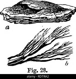 . Eine Monographie des Mycetozoa, einem beschreibenden Katalog der Arten im Herbarium des British Museum. Illustriert mit 78 Platten und 51 Holzschnitte. Myxomyceten. 134* ENDOSPOHE*. [AMATJROCHjETE. Um II - AMAUEOCHjETACEiE. Sporangien kombiniert in einem sethalium. Oapillitium dunkel violett-braun, der unregelmäßigen Fasern und Fäden oder der komplexen Struktur. Schlüssel für die Gattungen der AMATJROCHMTACE^. Oapillitium unregelmäßig verzweigten Threads. (20) AMAUROCHiETE. Abb. 28.- Amauroclicete atra Eost. a. ^ thalium. Die Hälfte natürliche Größe. h. CapilUtimn. 10 Mal vergrößert. Der Oapillitium Stockfoto